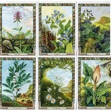 Оракул Рослин Друїдів з книгою / Cards & Book Set: The Druid Plant Oracle 06868 фото