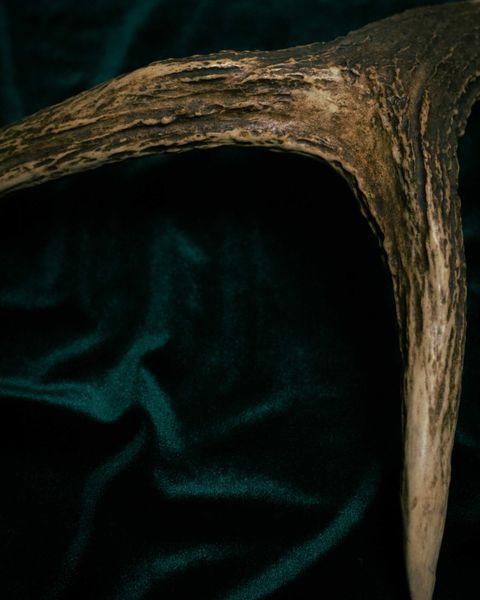 Deer Antler